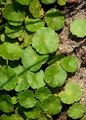 Gewöhnlicher Wassernabel - Hydrocotyle vulgaris L.