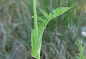 Französischer Milchlattich - Lactuca plumieri (L.) Gren. & Godr.