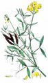 Wiesen-Platterbse - Lathyrus pratensis L.