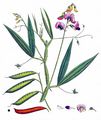 Breitblättrige Wald-Platterbse - Lathyrus sylvestris L.