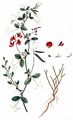 Knollen-Platterbse - Lathyrus tuberosus L.