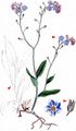 Wood Forget-Me-Not - Myosotis sylvatica Hoffm.