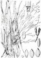 Transvaal Millet - Panicum schinzii Hack.