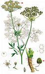 Garten-Petersilie - Petroselinum crispum (Mill.) Fuss 