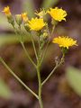 Florentiner Habichtskraut - Pilosella piloselloides (Vill.) Soják