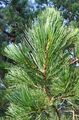 Arolla Pine - Pinus cembra L.