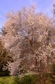 Kirschpflaume - Prunus cerasifera Ehrh.