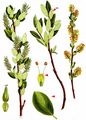 Swamp Willow - Salix myrtilloides L.