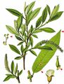 Almond Willow - Salix triandra L.