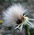 Herbst-Schuppenlöwenzahn - Scorzoneroides autumnalis (L.) Moench