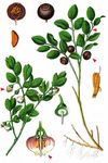 Blaubeere - Vaccinium myrtillus L. 
