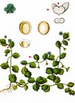 Glanzloser Ehrenpreis - Veronica opaca Fr. 