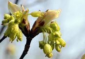 Italian Maple - Acer opalus Mill.