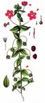 Acker-Gauchheil - Anagallis arvensis L. 