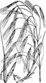 Barren Brome - Anisantha sterilis (L.) Nevski