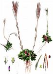  - Arabis planisiliqua (Pers.) Rchb. 