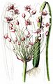 Schwanenblume - Butomus umbellatus L.