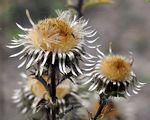 Carline Thistle - Carlina vulgaris L.