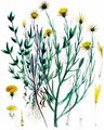 Yellow Star-Thistle - Centaurea solstitialis L.