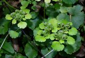 Alternate-Leaved Golden-Saxifrage - Chrysosplenium alternifolium L.