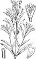 Vierkantiges Weidenröschen - Epilobium tetragonum L.