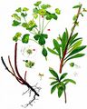 Wood Spurge - Euphorbia amygdaloides L.