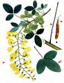 Laburnum - Laburnum anagyroides Medik.