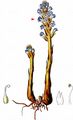 Blue Broomrape - Orobanche coerulescens Stephan