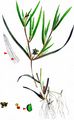 Flat-Stalked Pondweed - Potamogeton friesii Rupr.
