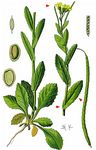Turm-Gänsekresse - Pseudoturritis turrita (L.) Al-Shehbaz 