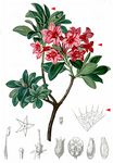 Bewimperte Alpenrose - Rhododendron hirsutum L. 