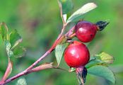 Cinnamon Rose - Rosa majalis Herrm.