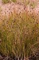 Black Bog-Rush - Schoenus nigricans L.