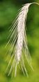 Rye - Secale cereale L.