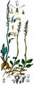 Autumn Lady's-Tresses - Spiranthes spiralis (L.) Chevall.
