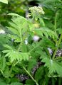 Großblättrige Schafgarbe - Achillea macrophylla L.