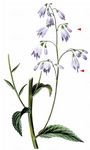 Wohlriechende Schellenblume - Adenophora liliifolia (L.) A. DC. 