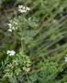 Fool's Parsley - Aethusa cynapium L.