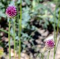 Round-Headed Leek - Allium sphaerocephalon L.
