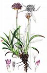 Wegerich-Grasnelke - Armeria arenaria (Pers.) Schult. 