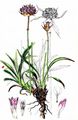 Jersey Thrift - Armeria arenaria (Pers.) Schult.