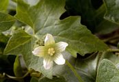 Rotfrüchtige Zaunrübe - Bryonia dioica Jacq.