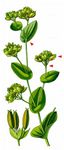 Rundblättriges Hasenohr - Bupleurum rotundifolium L. 