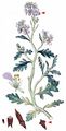 Sea Rocket - Cakile maritima Scop.