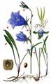 Peach-Leaved Bellflower - Campanula persicifolia L.