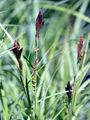 Ufer-Segge - Carex riparia Curtis