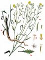Skeletonweed - Chondrilla juncea L.