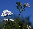 Coriander - Coriandrum sativum L.