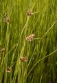 Yellow Galingale - Cyperus flavescens L.