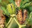 Blauer Stechapfel - Datura stramonium L.